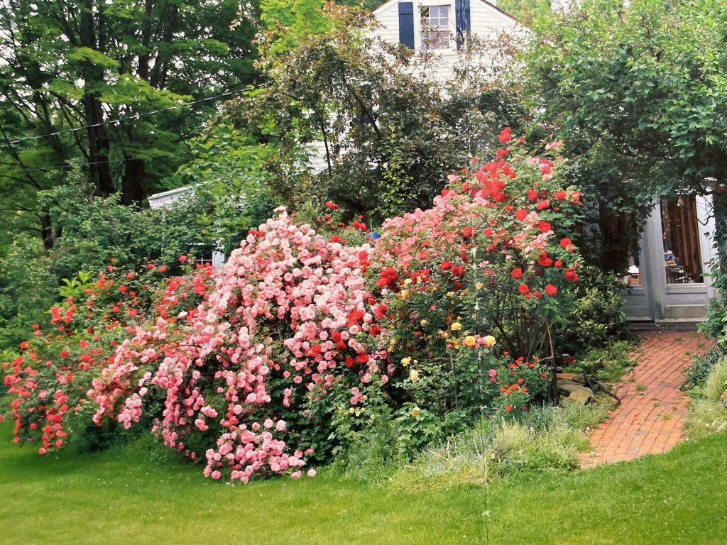 Old Sheep Meadows Roses